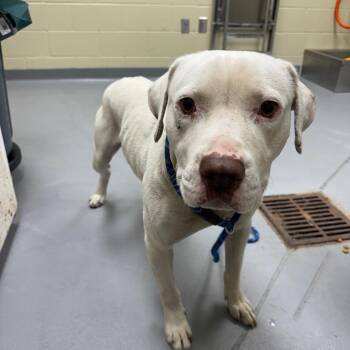 Mixed Breed Dogs Available for Adoption in Columbus, Georgia - 04/27/2026-TraskDrive-Stray | PetCurious