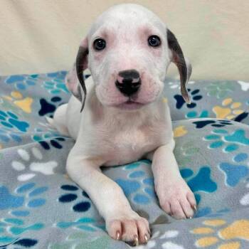 Risotto -  Mixed Breed Dog for Adoption in Yaphank, New York - Risotto | PetCurious