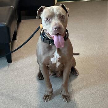 Bee -  Pit Bull Terrier Dog for Adoption in Pasadena, California - Bee | PetCurious