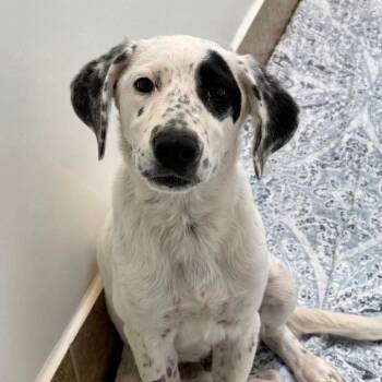 Rolly -  Dalmatian and Hound Dog for Adoption in Salt Lake City, Utah - Rolly | PetCurious