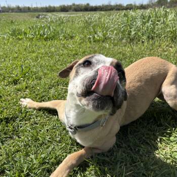Boxer Dogs Available for Adoption in Pearland, Texas - Henry  | PetCurious