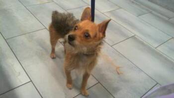 MIGUEL -  Yorkshire Terrier and Chihuahua Dog for Adoption in Charlotte, North Carolina - MIGUEL | PetCurious