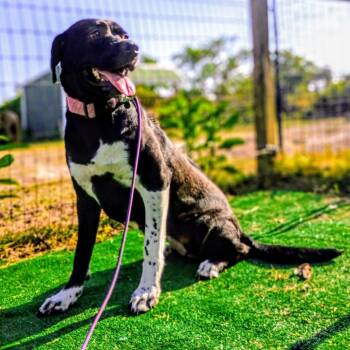 Miley — A Blossoming Beauty Ready for Love -  Black Labrador Retriever and Cane Corso Dog for Adoption in Houston, Texas - Miley — A Blossoming Beauty Ready For Love | PetCurious