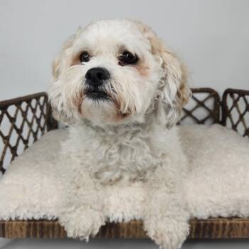 Buddy -  Miniature Poodle and Bichon Frise Dog for Adoption in Fort Wayne, Indiana - Buddy | PetCurious