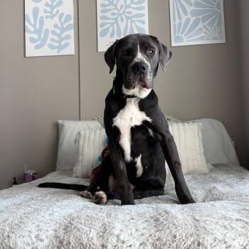 Mixed Breed Dogs Available for Adoption - Santa | PetCurious