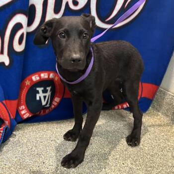 IVHS-Stray-140419 -  Black Labrador Retriever Dog for Adoption in San Gabriel, California - IVHS-Stray-140419 | PetCurious