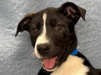 Daryl -  Border Collie and Pit Bull Terrier Dog for Adoption in Portland, Oregon - Daryl | PetCurious