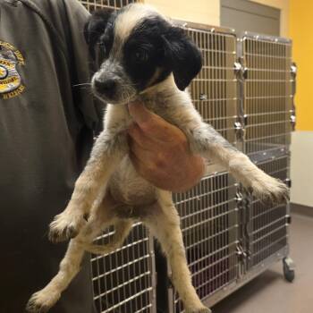 Schuyler -  Cattle Dog Dog for Adoption in Norman, Oklahoma - Schuyler | PetCurious