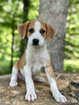 Hound Dogs Available for Adoption in Nashville, Tennessee - Rolo (M) | PetCurious