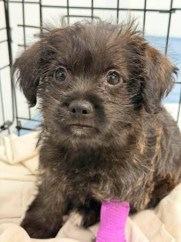 Freedom -  Miniature Poodle and Cairn Terrier Dog for Adoption in Tempe, Arizona - Freedom | PetCurious