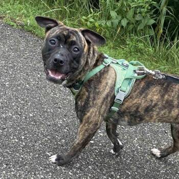 Little Foot -  American Bully Dog for Adoption in Oakville, Ontario - Little Foot | PetCurious