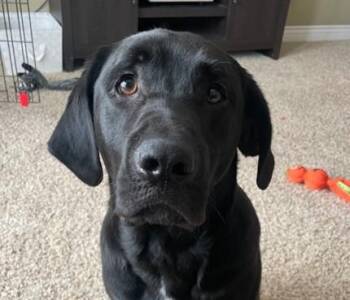 Black Labrador Retriever Dogs Available for Adoption in Indianapolis, Indiana - Smokey | PetCurious