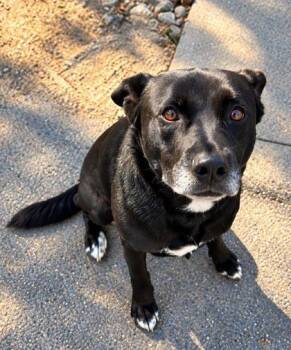 Ace -  Black Labrador Retriever Dog for Adoption in Dahlonega, Georgia - Ace | PetCurious