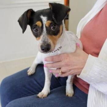 Becky -  Terrier Dog for Adoption in Birmingham, Alabama - Becky | PetCurious