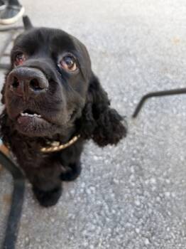 Fluffy M 26090 -  Cocker Spaniel Dog for Adoption in Parker, Colorado - Fluffy M 26090 | PetCurious
