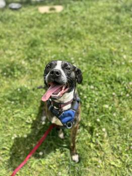 Boston Terrier Dogs Available for Adoption in Mineral Point, Wisconsin - Sammy | PetCurious