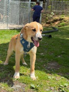 Hound and Mixed Breed Dogs Available for Adoption in Spruce Pine, North Carolina - Tic Tac Taliwack | PetCurious