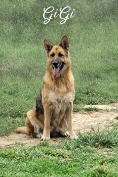 German Shepherd Dog Dogs Available for Adoption - GiGi #22246 | PetCurious