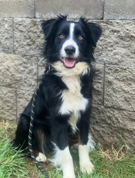 Australian Shepherd Dogs Available for Adoption in Tulsa, Oklahoma - Atlantis ⛵️ | PetCurious