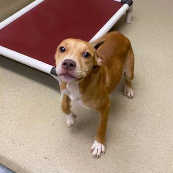 Destiny -  Mountain Cur Dog for Adoption in Monroe, Georgia - Destiny | PetCurious