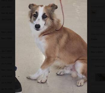 Rescue Collie Dogs for Adoption in Longview, Texas - Chucho | PetCurious
