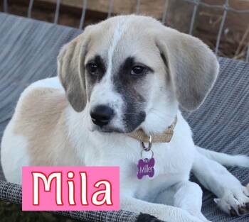 Mila -  Shepherd Dog for Adoption in Southlake, Texas - Mila | PetCurious