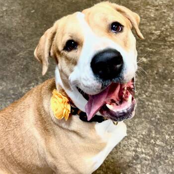 Rescue American Staffordshire Terrier Dogs for Adoption in Santa Barbara, California - Hera | PetCurious