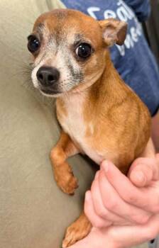 Chihuahua and Mixed Breed Dogs Available for Adoption in Bowling Green, Kentucky - Rusty | PetCurious