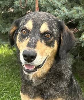 Hudson -  Catahoula Leopard Dog and Labrador Retriever Dog for Adoption in Hastings, Nebraska - Hudson | PetCurious