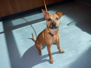 Rescue Basenji and Chihuahua Dogs for Adoption in San Jose, California - CORTANA | PetCurious