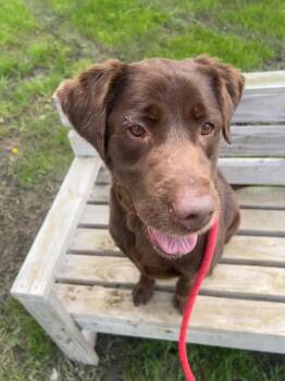Chocolate Labrador Retriever Dogs Available for Adoption in St. Joseph, Michigan - Tootsie | PetCurious