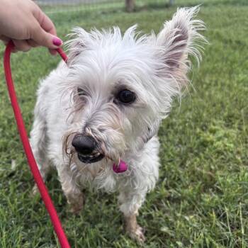 Schnauzer and Mixed Breed Dogs Available for Adoption in Floresville, Texas - Pearl | PetCurious