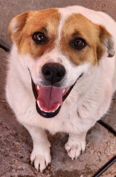Retriever and Cattle Dog Dogs Available for Adoption - Pancakes | PetCurious
