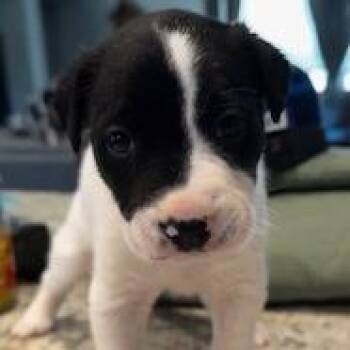 Mixed Breed Dogs Available for Adoption in Grinnell, Iowa - Holstein | PetCurious