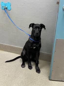 STORM -  Labrador Retriever Dog for Adoption in Las Vegas, Nevada - STORM | PetCurious