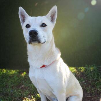 Tanner -  Mixed Breed Dog for Adoption in Springboro, Ohio - Tanner | PetCurious