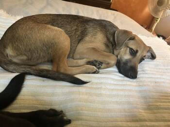 Mya -  Mixed Breed and Shepherd Dog for Adoption in Jefferson Hills, Pennsylvania - Mya | PetCurious