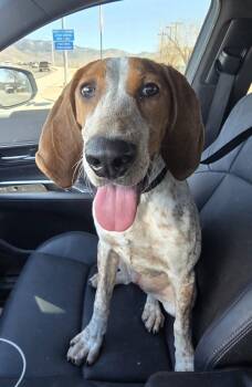 Rescue Foxhound Dogs for Adoption in Albuquerque, New Mexico - Little Girl | PetCurious