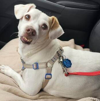 Jack Russell Terrier Dogs Available for Adoption in Sanford, North Carolina - Petey  | PetCurious