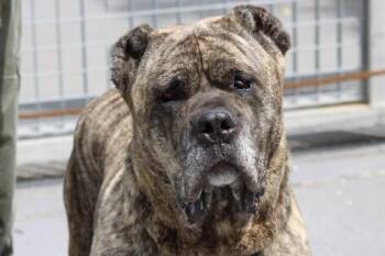 King -  Mixed Breed Dog Available for Adoption - King | PetCurious