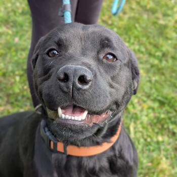 Rescue Rottweiler and Black Labrador Retriever Dogs for Adoption - Sophie | PetCurious