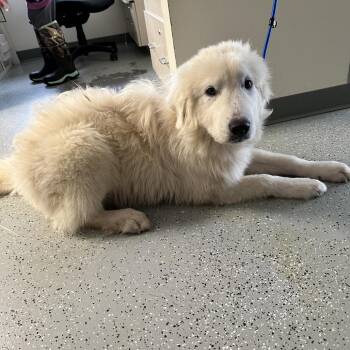 Rocky -  Great Pyrenees and Mixed Breed Dog for Adoption in Galax, Virginia - Rocky | PetCurious