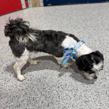 Shih Tzu and Mixed Breed Dogs Available for Adoption - Magoo | PetCurious