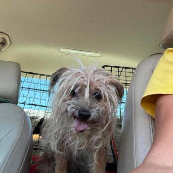 Terrier Dogs Available for Adoption in Las Vegas, Nevada - Poochie Armando OS NV | PetCurious