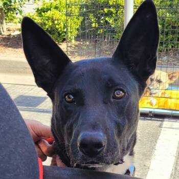 Rescue Mixed Breed Dogs for Adoption in Hinesville, Georgia - Amoka | PetCurious