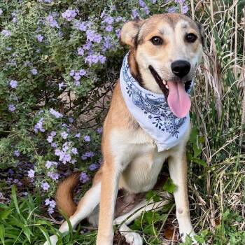 DAHLIA - WHAT A DOLL -  Shepherd and Labrador Retriever Dog for Adoption - DAHLIA - WHAT A DOLL | PetCurious