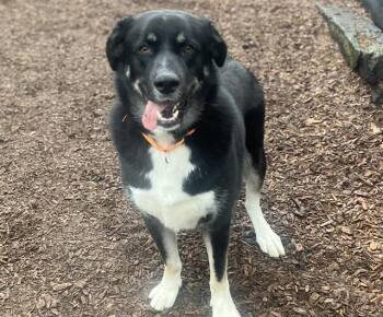 Rescue Anatolian Shepherd Dogs for Adoption in Tacoma, Washington - Romondo | PetCurious