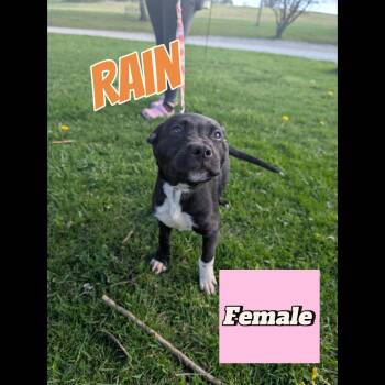 Pit Bull Terrier and Dalmatian Dogs Available for Adoption in Somerset, Pennsylvania - Rain | PetCurious