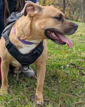 Rescue Pit Bull Terrier Dogs for Adoption in Frederick, Maryland - Canella -- Courtesy Post | PetCurious
