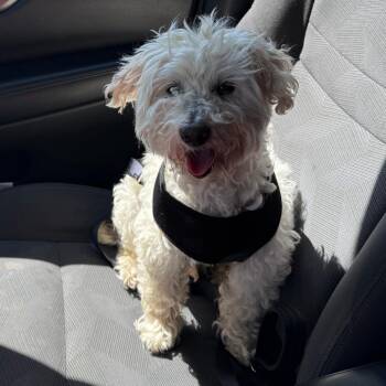 Rudy -  Mixed Breed Dog for Adoption in Murray, Utah - Rudy | PetCurious